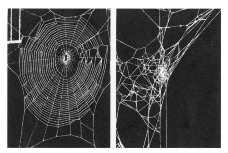 spider's webs